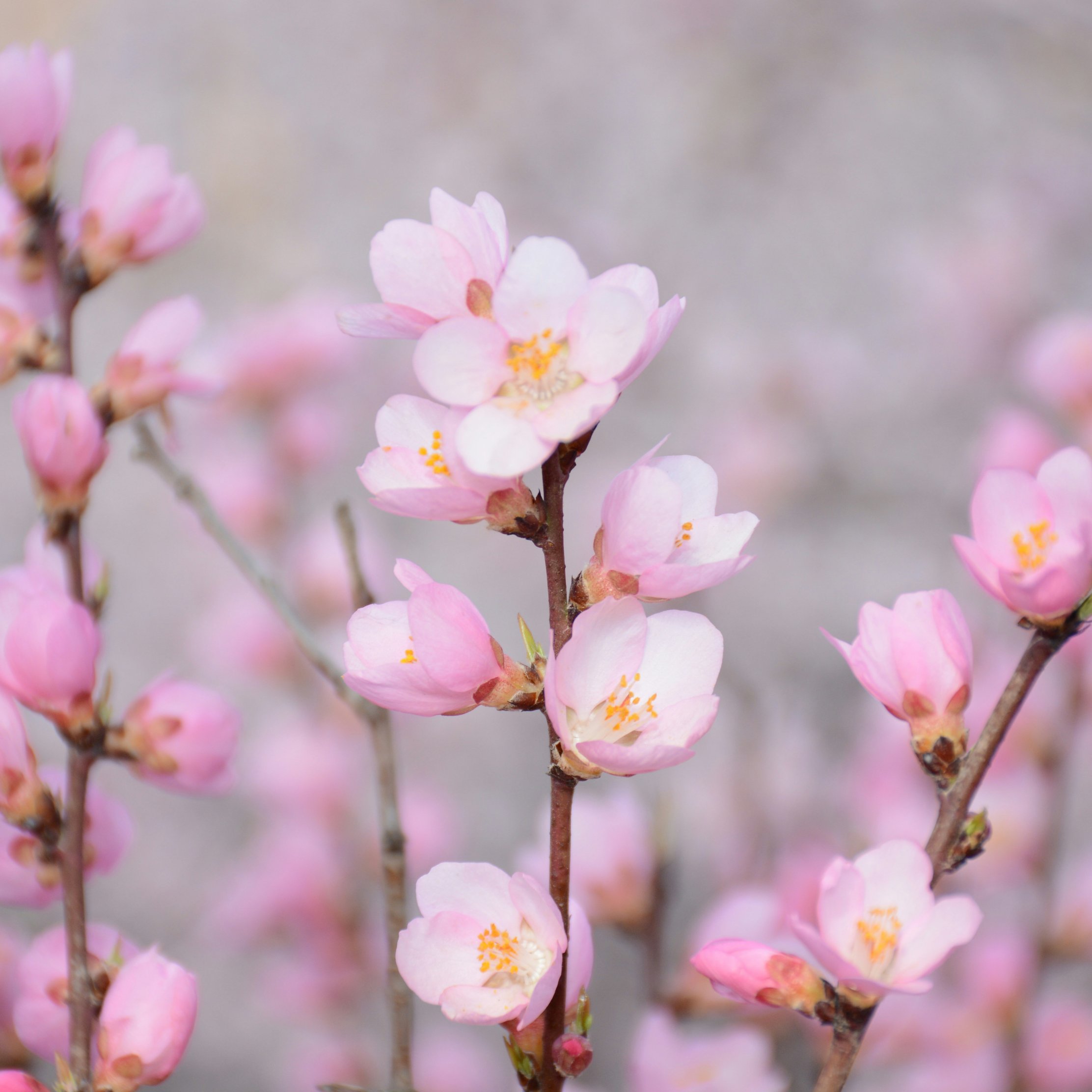 Pink flowers in spring - Wallpapers for iPad Pro 10.5″ in 2224x2224 resolution