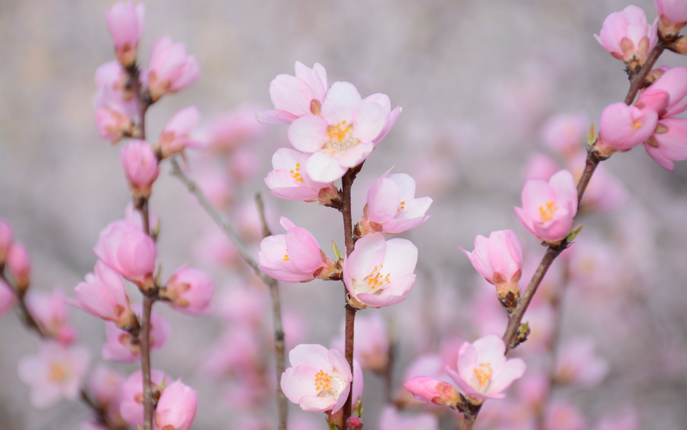 Pink flowers in spring - Wallpapers for MacBook Neo in 2408x1506 resolution