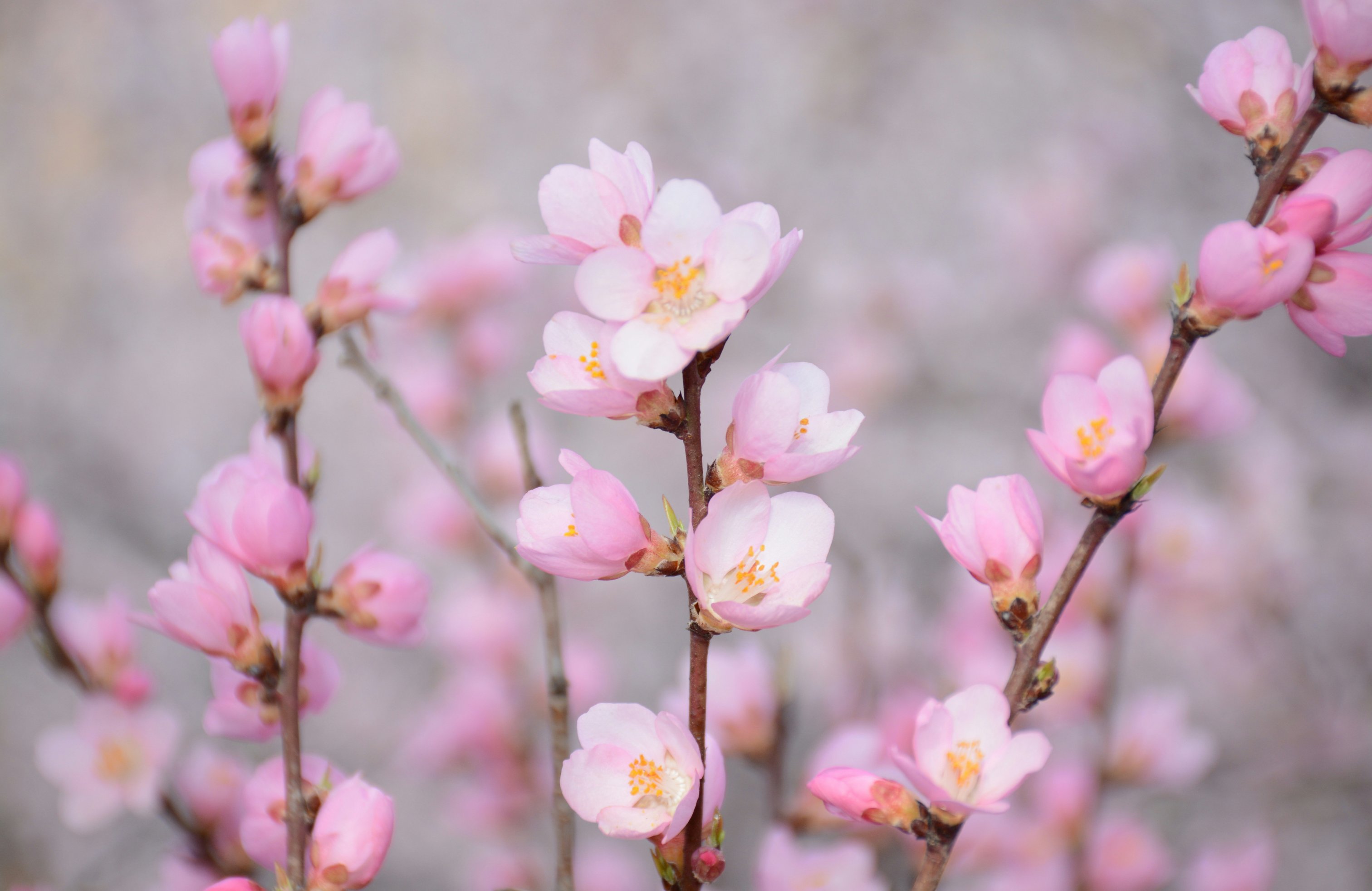 Pink flowers in spring - Wallpapers for Apple MacBook 14.2″ in 3024x1964 resolution