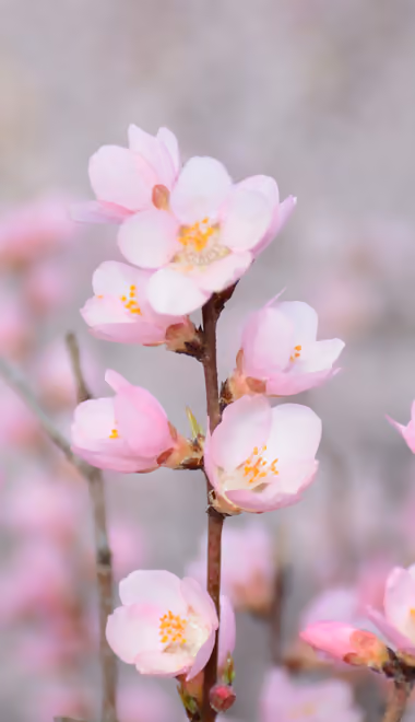 Nature wallpapers: blossom, branch, spring, flowers