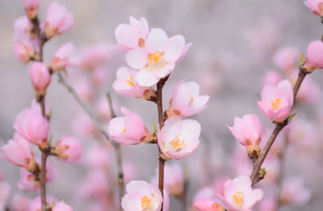 Nature wallpapers: blossom, branch, spring, flowers
