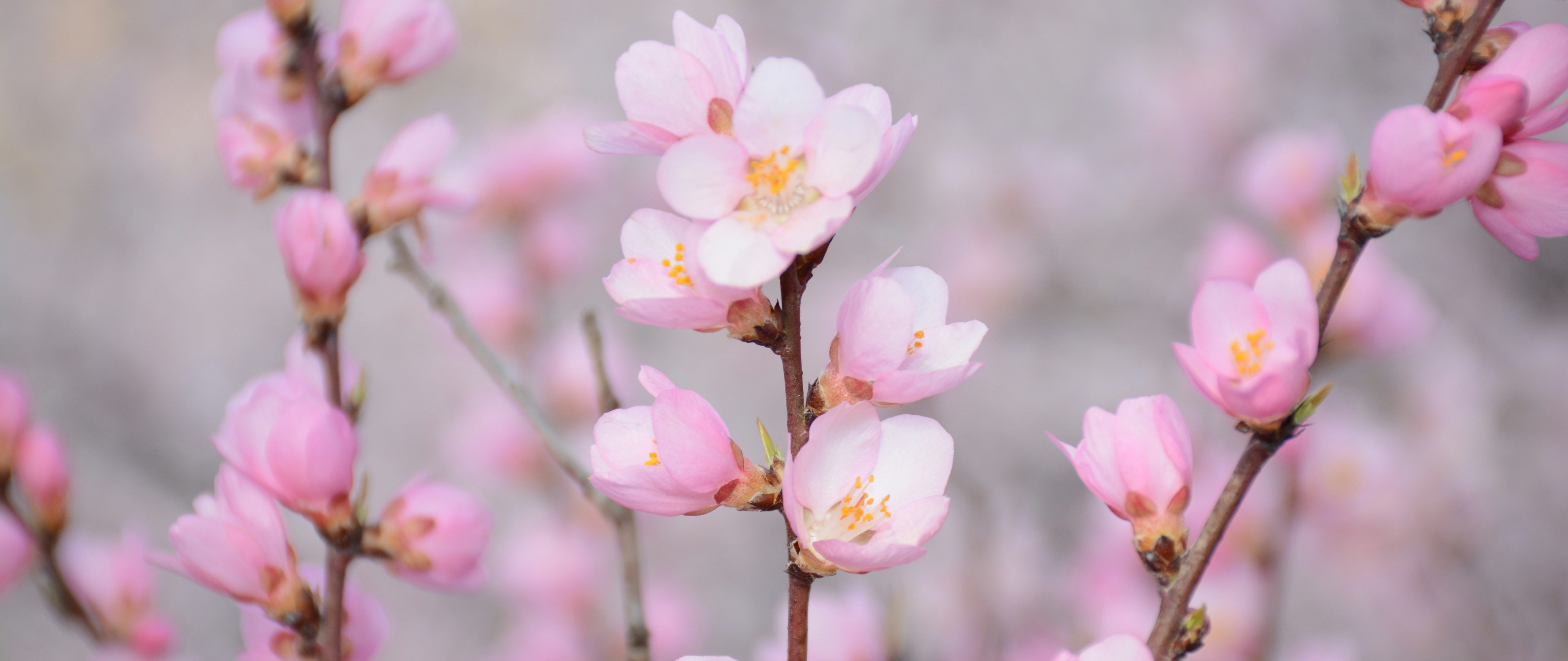 Pink flowers in spring - 5K2K UltraWide 21:9 wallpapers in 5120x2160 resolution