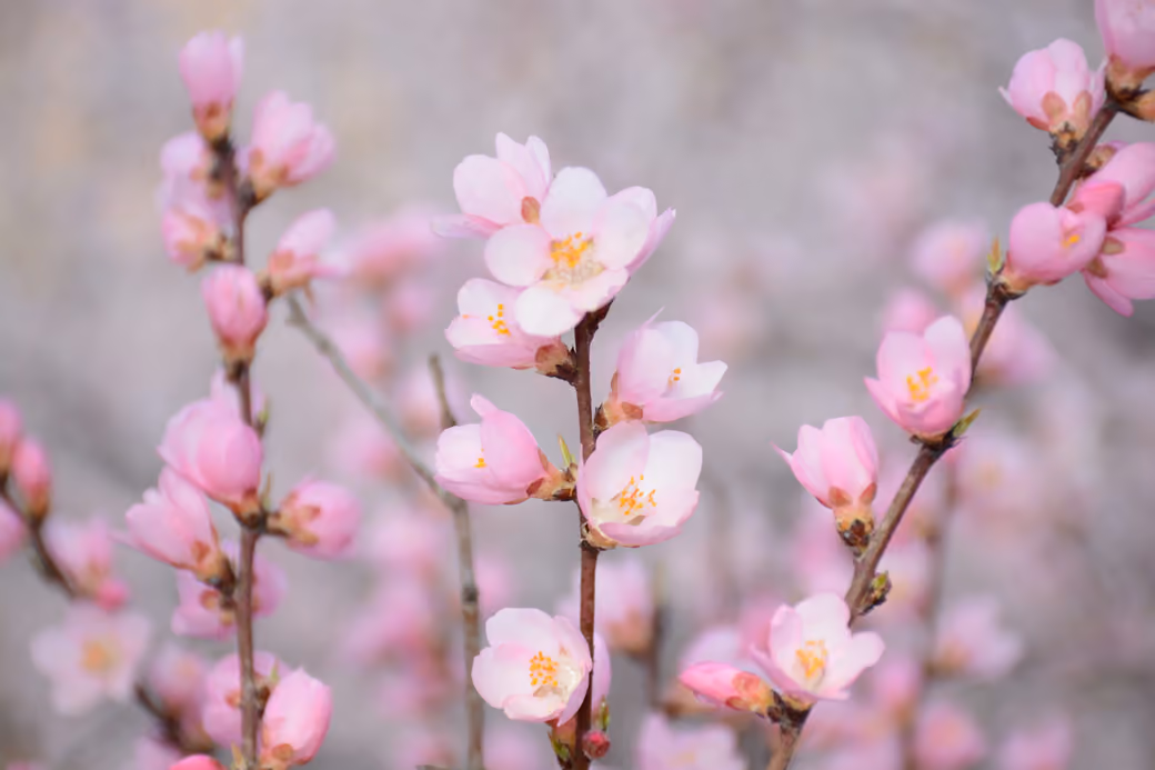 Pink flowers in spring - Wallpapers for HTC/BlackBerry in 480x640 resolution