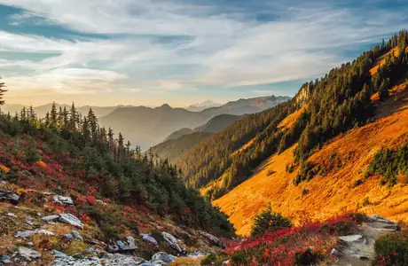 Pine Wallpapers: Mount Baker, valley, autumn, trees