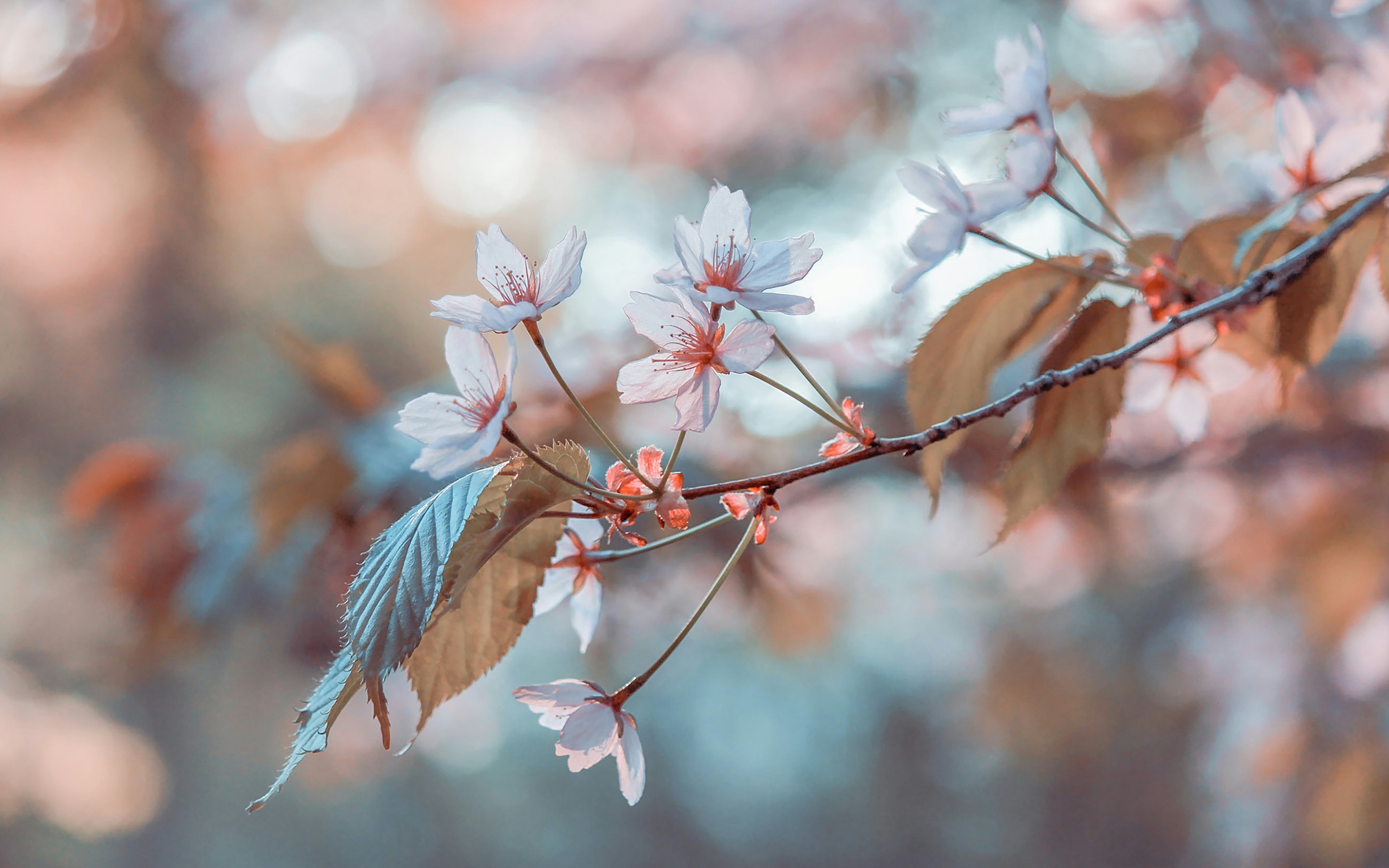 Delicate cherry blossoms with leaves - Wallpapers for Apple MacBook 15″ in 2880x1800 resolution