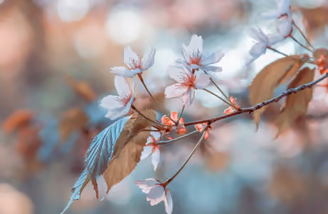Nature wallpapers: sakura, cherry blossoms, branch, spring