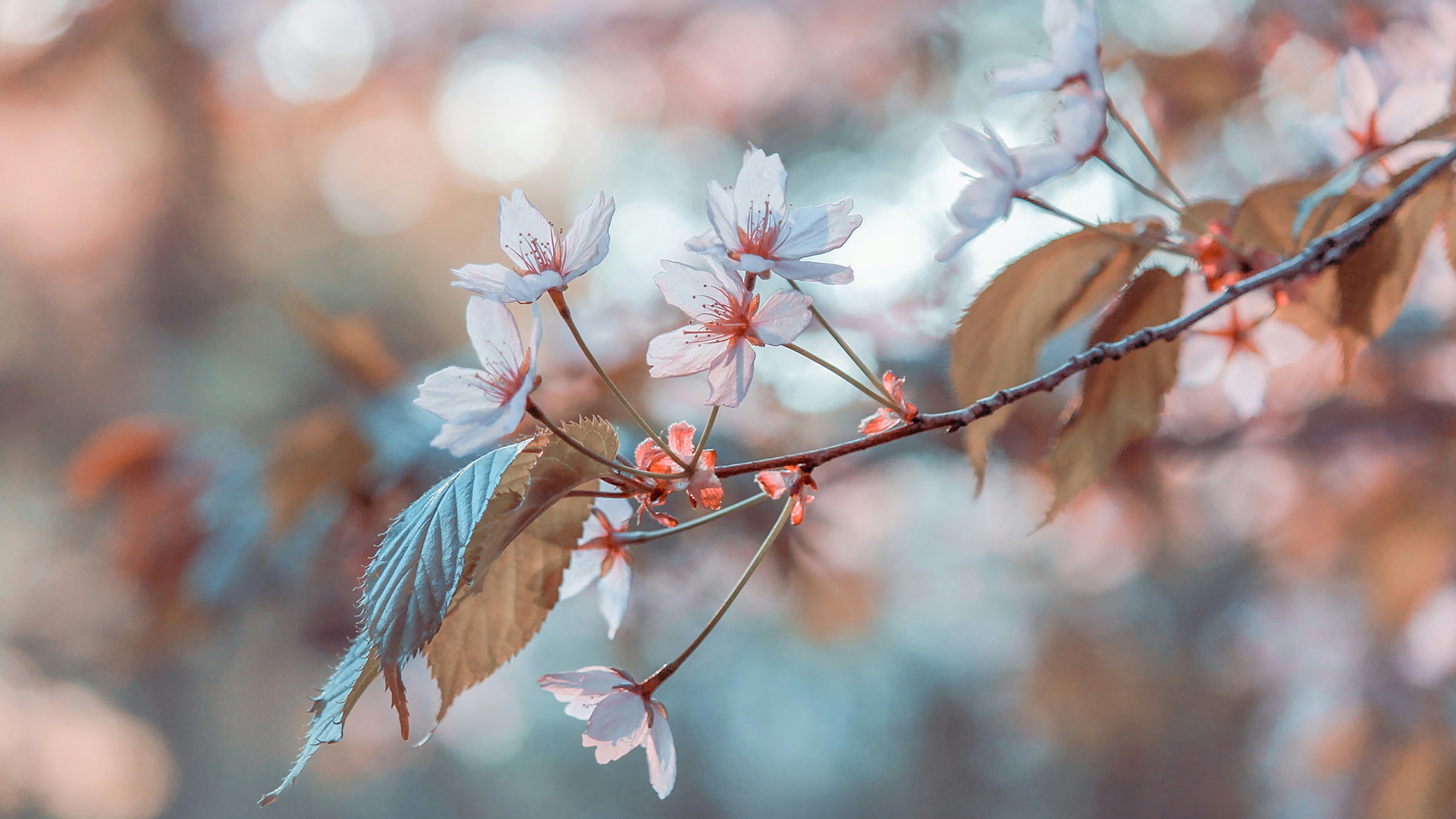 Delicate cherry blossoms with leaves - 5K wallpapers in 5120x2880 resolution