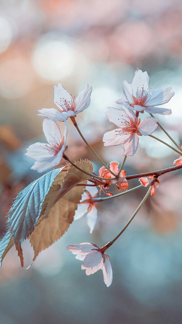 Delicate cherry blossoms with leaves - Wallpapers for iPhone 5/5S/5C/SE in 640x1136 resolution