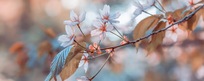 Nature wallpapers: sakura, cherry blossoms, branch, spring