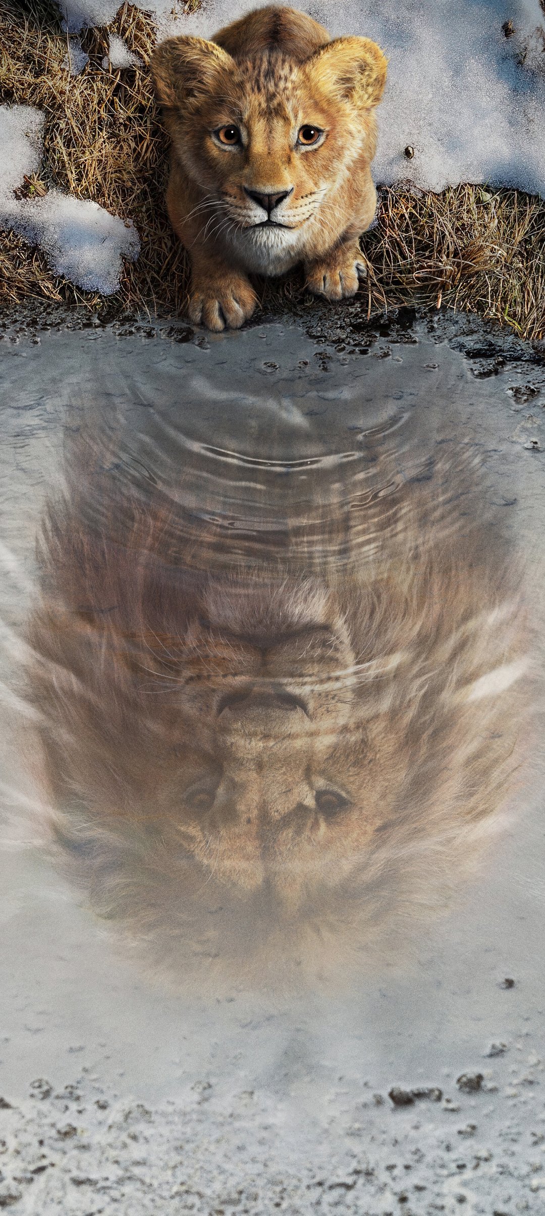 Mufasas Reflection in Frozen Water - Wallpapers for Samsung Galaxy A13/A14/A53, Realme 12 Pro 5G, POCO M5 in 1080x2408 resolution