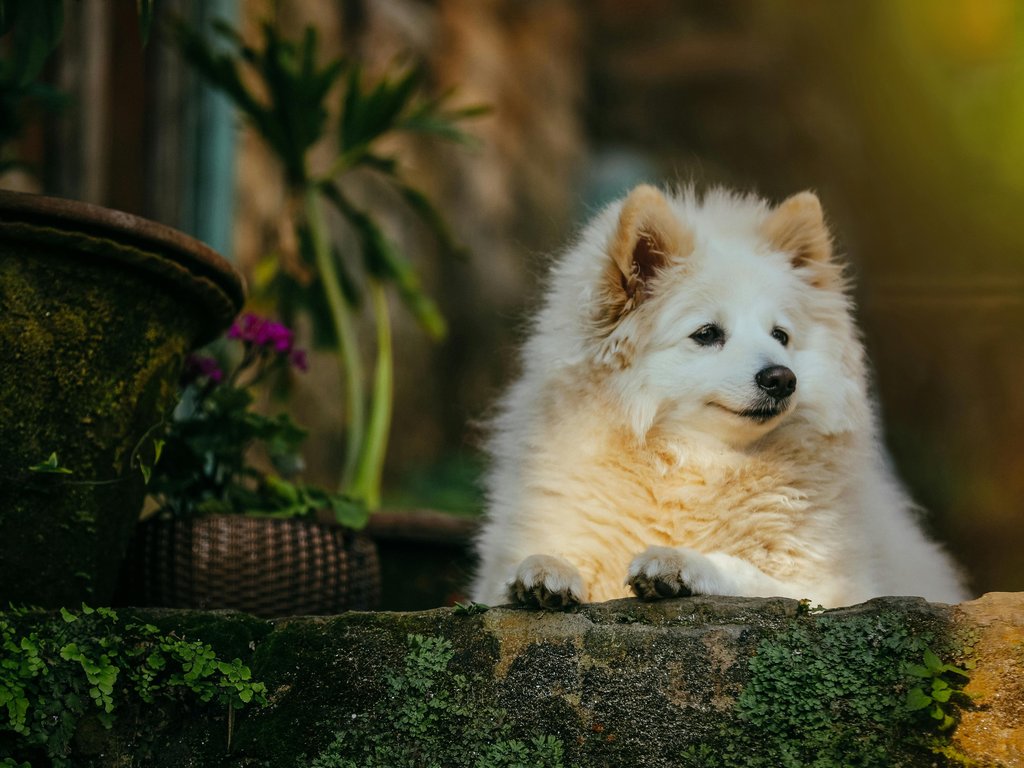 White fluffy Pomeranian - XVGA wallpapers in 1024x768 resolution