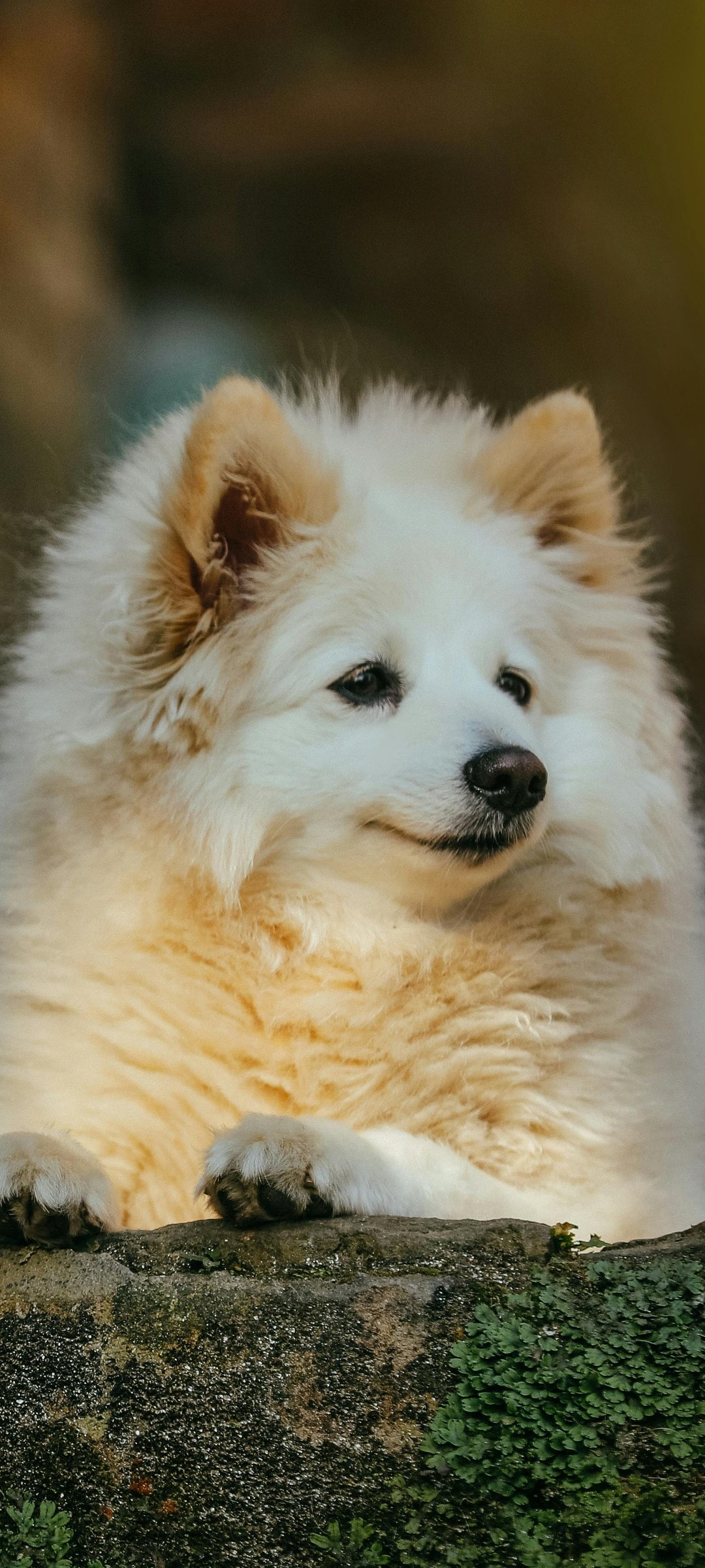 White fluffy Pomeranian - Wallpapers for Samsung Galaxy M55, POCO M4/X4/X5, Xiaomi Redmi 12/13/Note 13/Note 14/Note 14S in 1080x2400 resolution