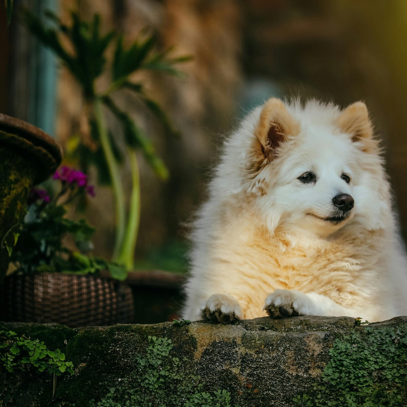 White fluffy Pomeranian - Wallpapers for Samsung Galaxy Tab in 1340x1340 resolution