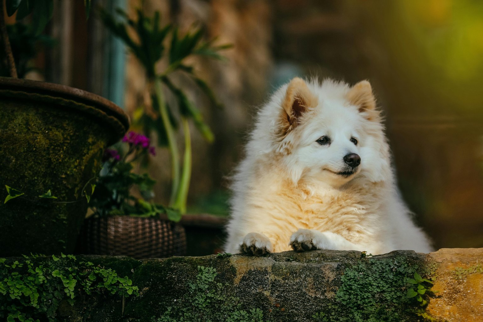 White fluffy Pomeranian - Microsoft Surface 12.4″ wallpapers in 1536x1024 resolution