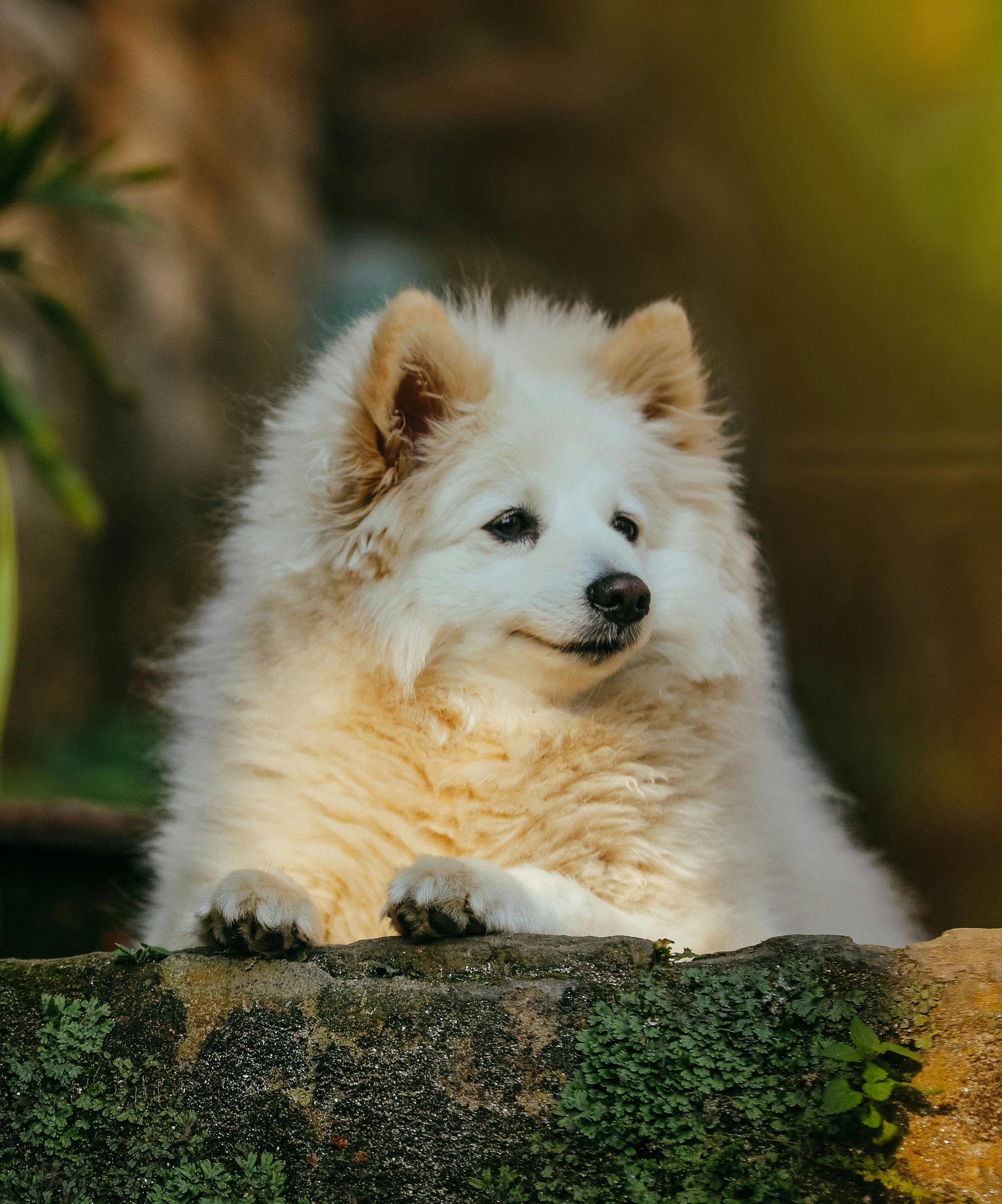 White fluffy Pomeranian - Wallpapers for Samsung Galaxy Z Fold4/Z Fold5/Z Fold6 in 1812x2176 resolution