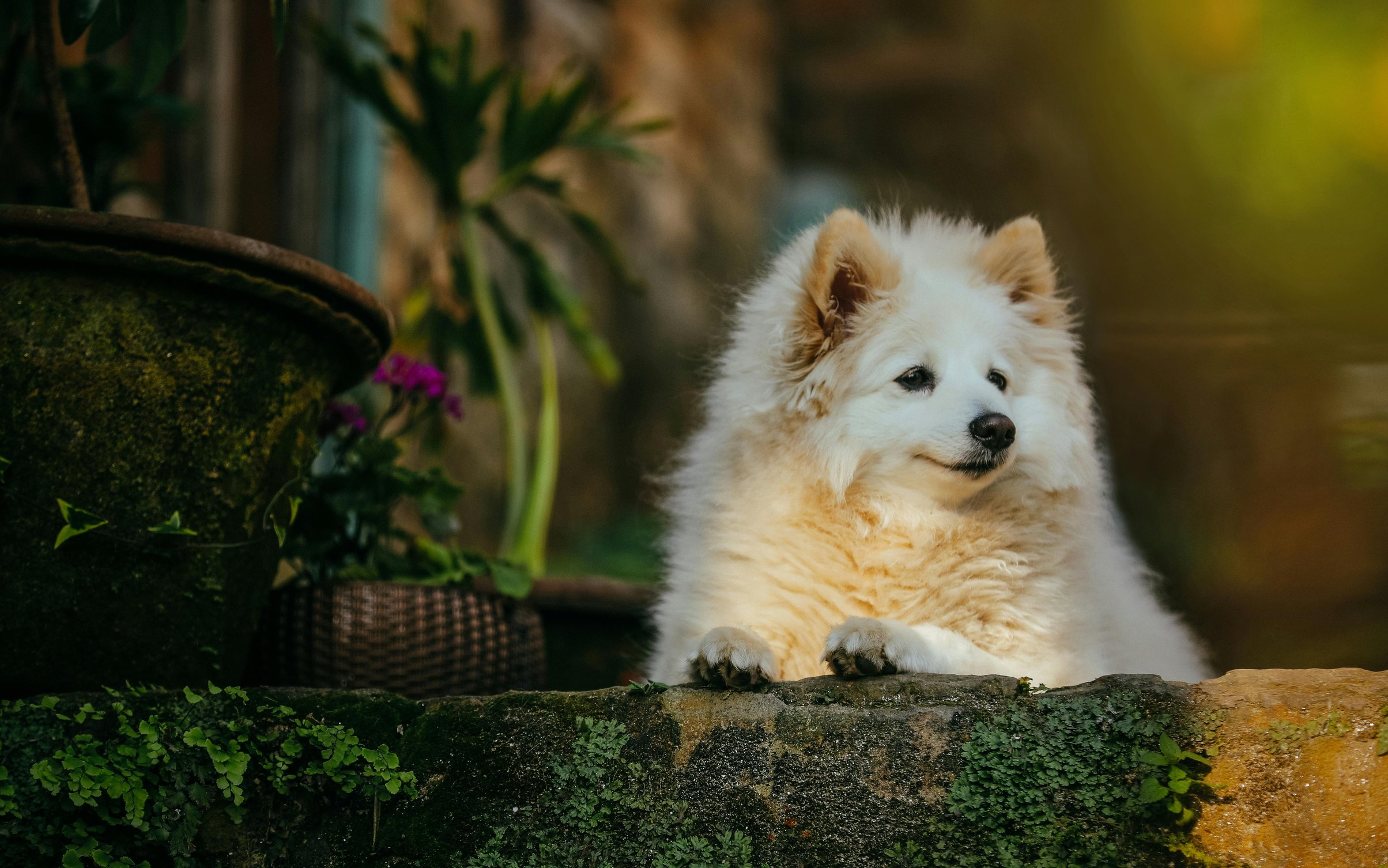 White fluffy Pomeranian - Wallpapers for MacBook Neo in 2408x1506 resolution