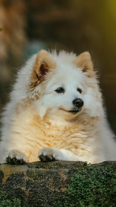 White fluffy Pomeranian - Wallpapers for LG/ASUS in 480x854 resolution