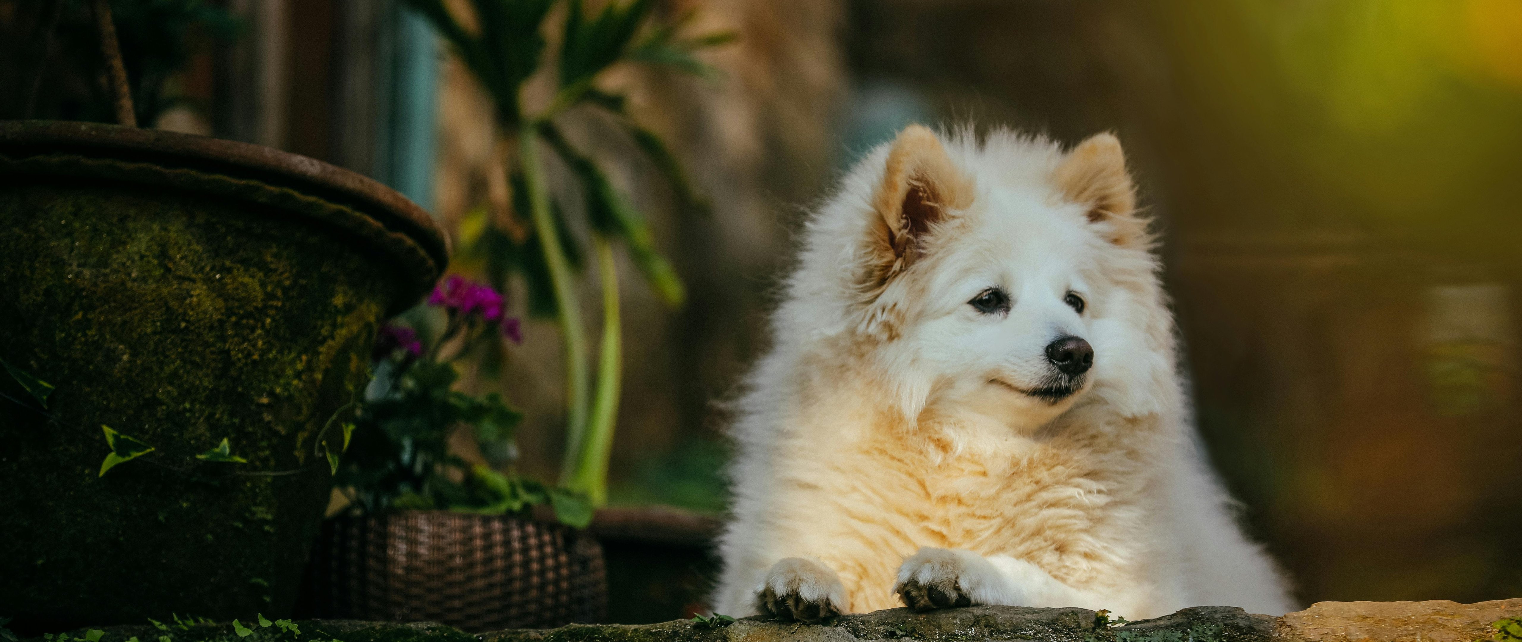 White fluffy Pomeranian - 5K2K UltraWide 21:9 wallpapers in 5120x2160 resolution