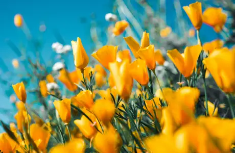 Nature wallpapers: poppies, flowers, field, summer