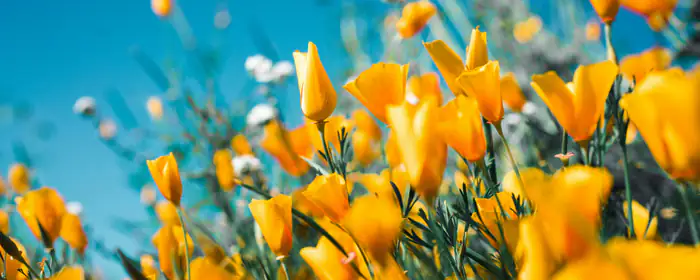 Nature wallpapers: poppies, flowers, field, summer
