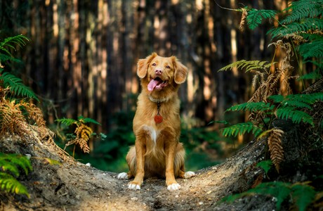 Joyful Dog in a Lush Forest Setting