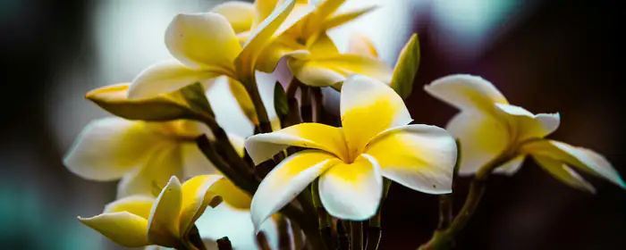 Nature wallpapers: plumeria, flowers, Hawaii, close-up