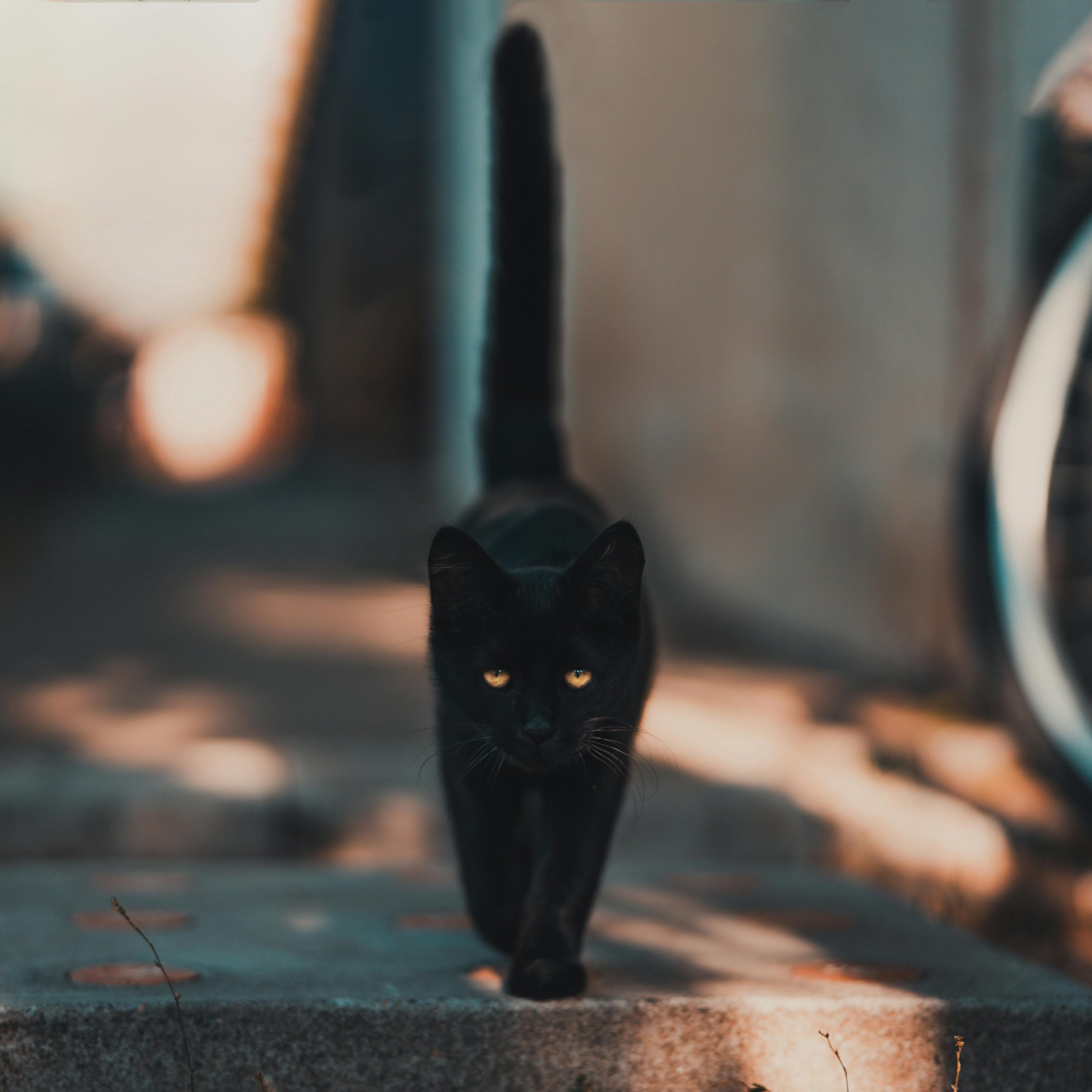Black cat walking on pavement - Wallpapers for Samsung Galaxy Tab S9 FE+/Tab S11, Xiaomi Pad 5, Redmi Pad 2 Pro, POCO Pad in 2560x2560 resolution