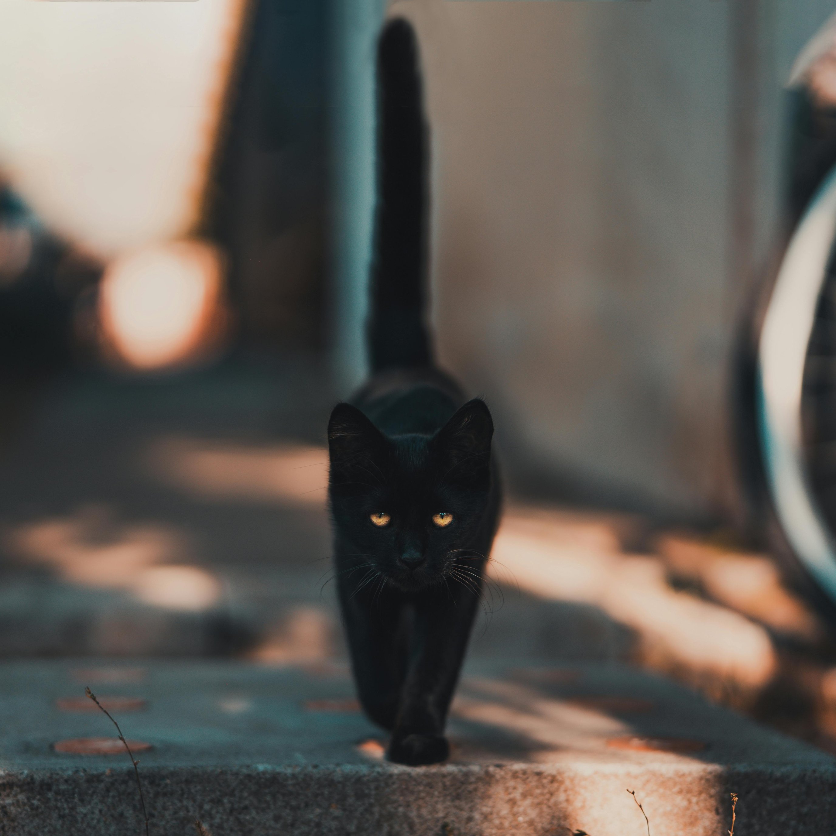 Black cat walking on pavement - Wallpapers for iPad Pro 13″ in 2752x2752 resolution