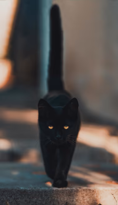 Animals wallpapers: cat, sidewalk, stones, pet