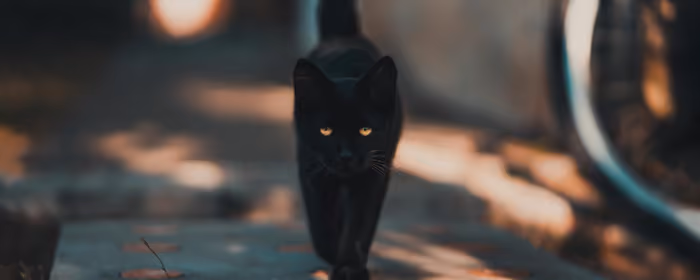 Animals wallpapers: cat, sidewalk, stones, pet