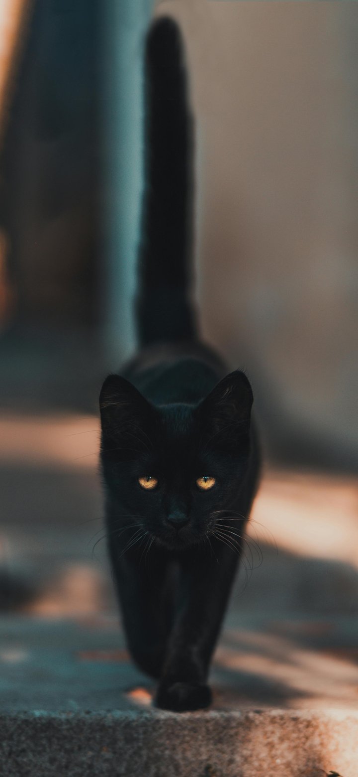 Black cat walking on pavement - Wallpapers for Samsung Galaxy A11/A20e/A20/M11, Xiaomi Redmi 9A/9C, POCO C40 in 720x1560 resolution