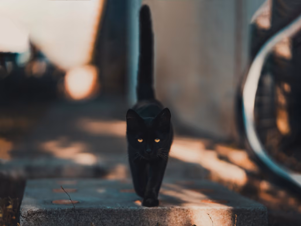 Black cat walking on pavement - UltraWide 21:9 wallpapers in 2560x1080 resolution