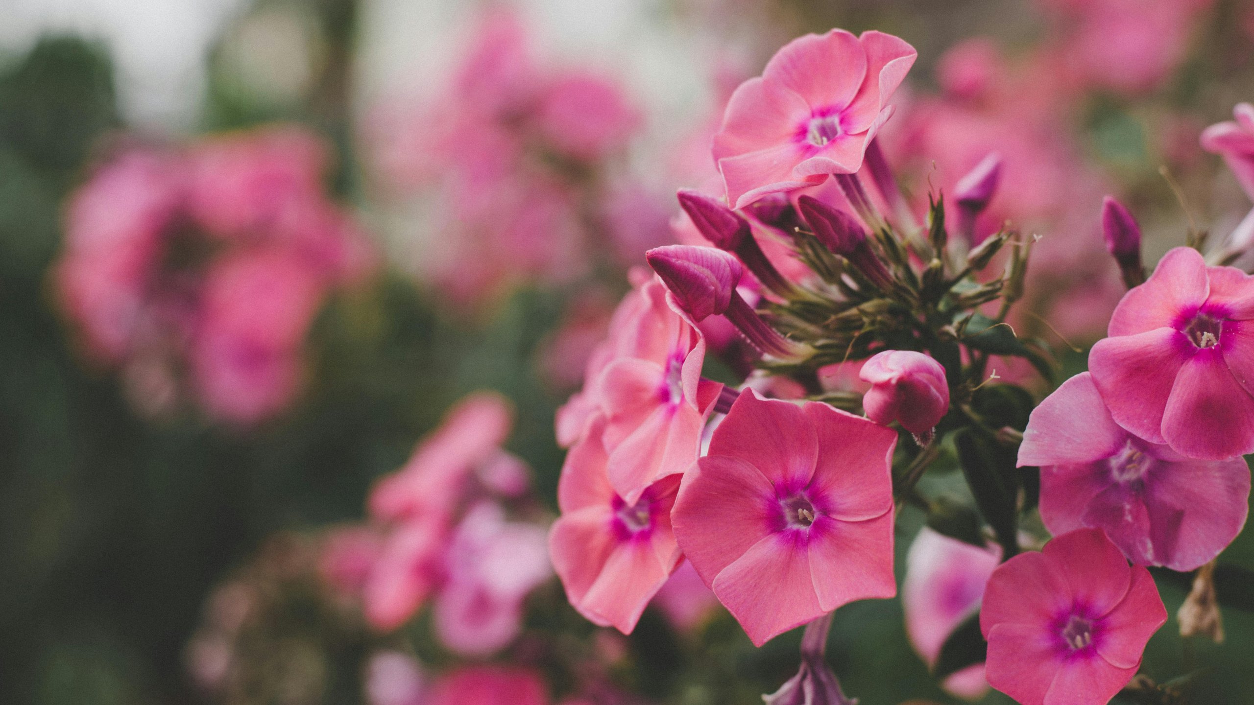 Pink phlox flowers - 2K Quad HD wallpapers in 2560x1440 resolution
