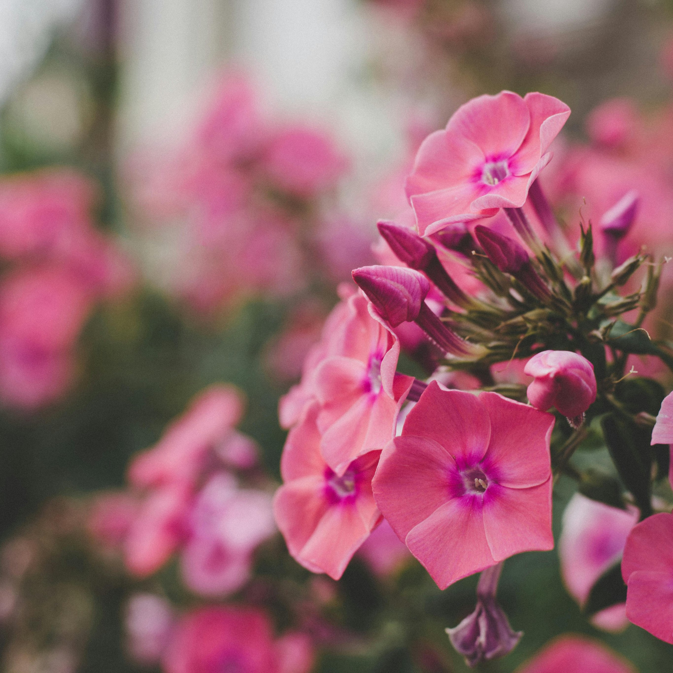 Pink phlox flowers - Wallpapers for iPad Pro 12.9″ in 2732x2732 resolution