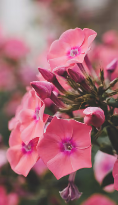Nature wallpapers: phlox, flowers, petals, blossom