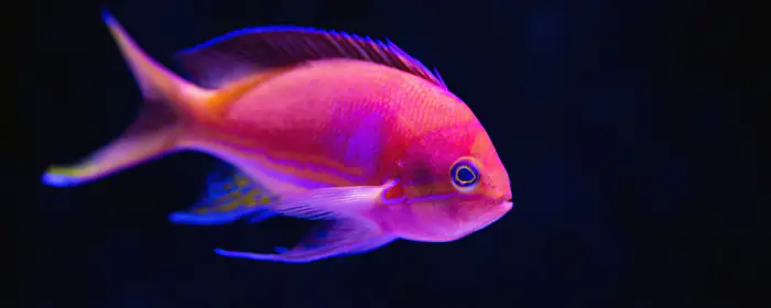 UltraWide 21:9 scale wallpapers (2560x1080): fish, tropics, underwater, scale