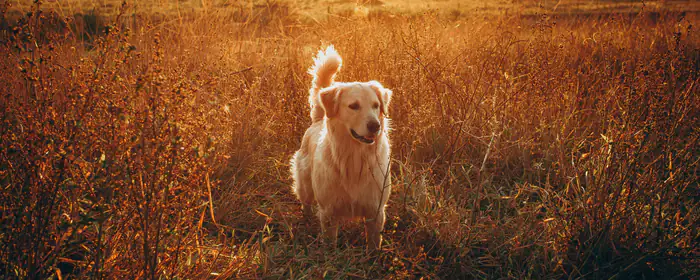 Animals wallpapers: dog, retriever, field, grass