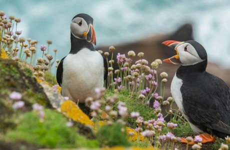 Two Puffins Engaged in a Charming Dialogue