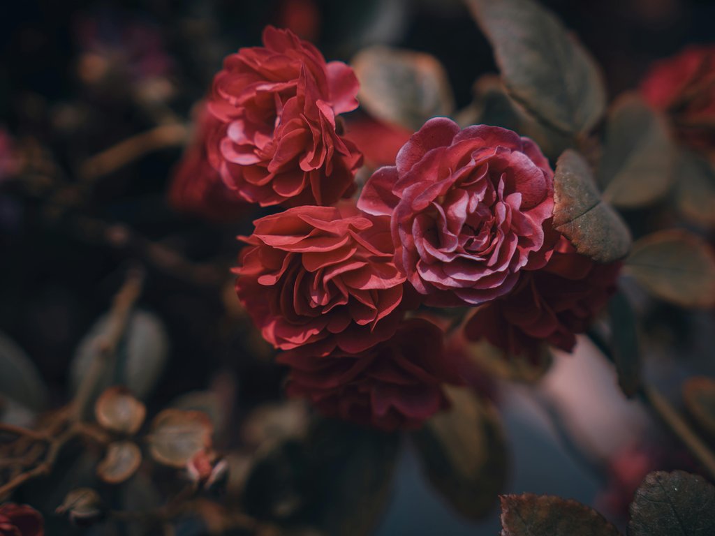 Dark red roses blooming close up - XVGA wallpapers in 1024x768 resolution