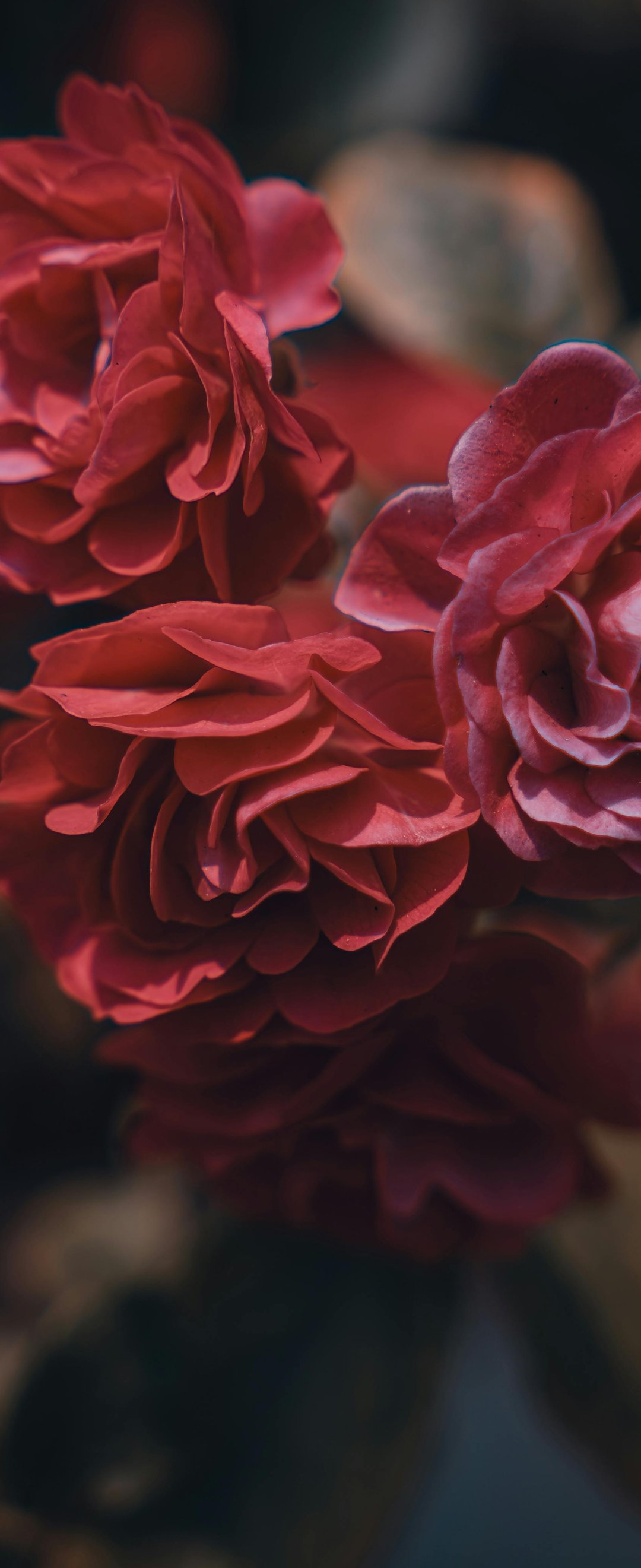 Dark red roses blooming close up - Wallpapers for Samsung Galaxy Z Flip6, Motorola Razr 2025 in 1080x2640 resolution