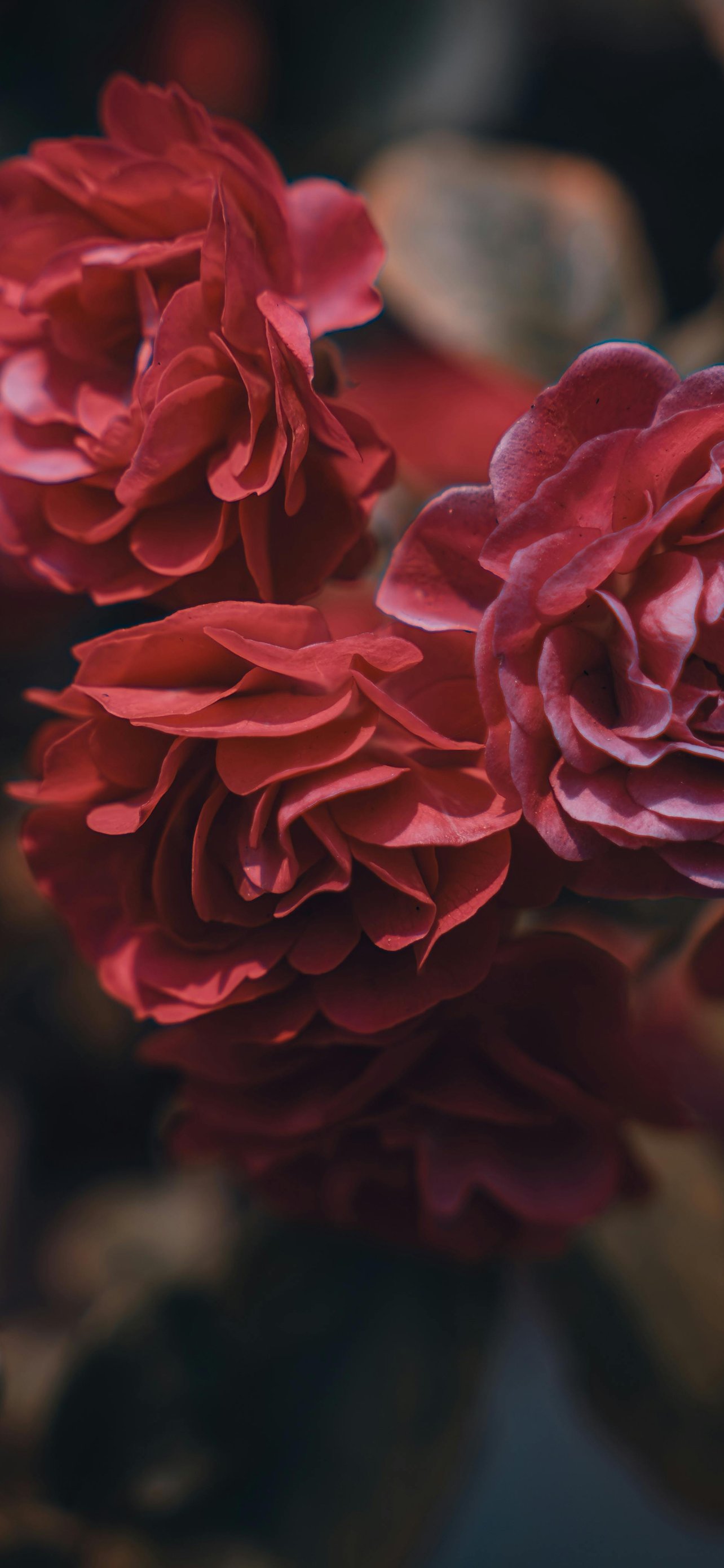 Dark red roses blooming close up - Wallpapers for iPhone 13 Pro Max/12 Pro Max/14 Plus in 1284x2778 resolution