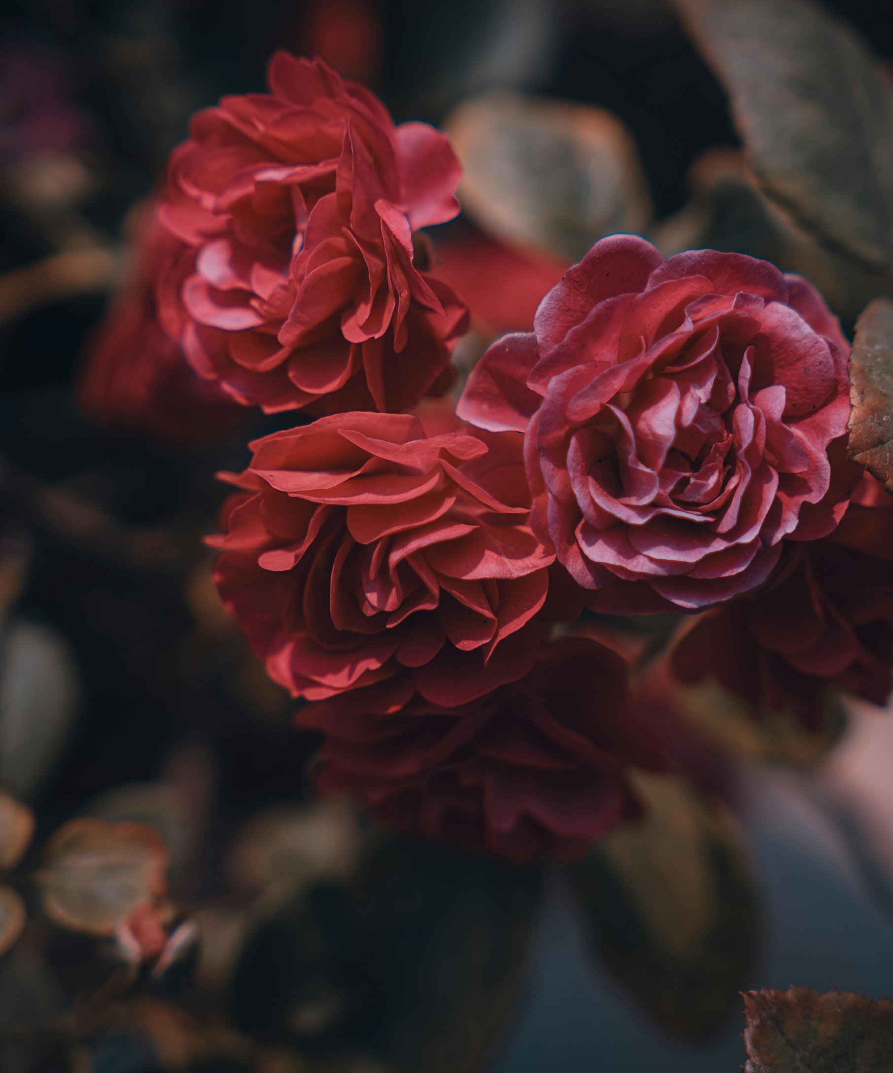 Dark red roses blooming close up - Wallpapers for Samsung Galaxy Z Fold4/Z Fold5/Z Fold6 in 1812x2176 resolution