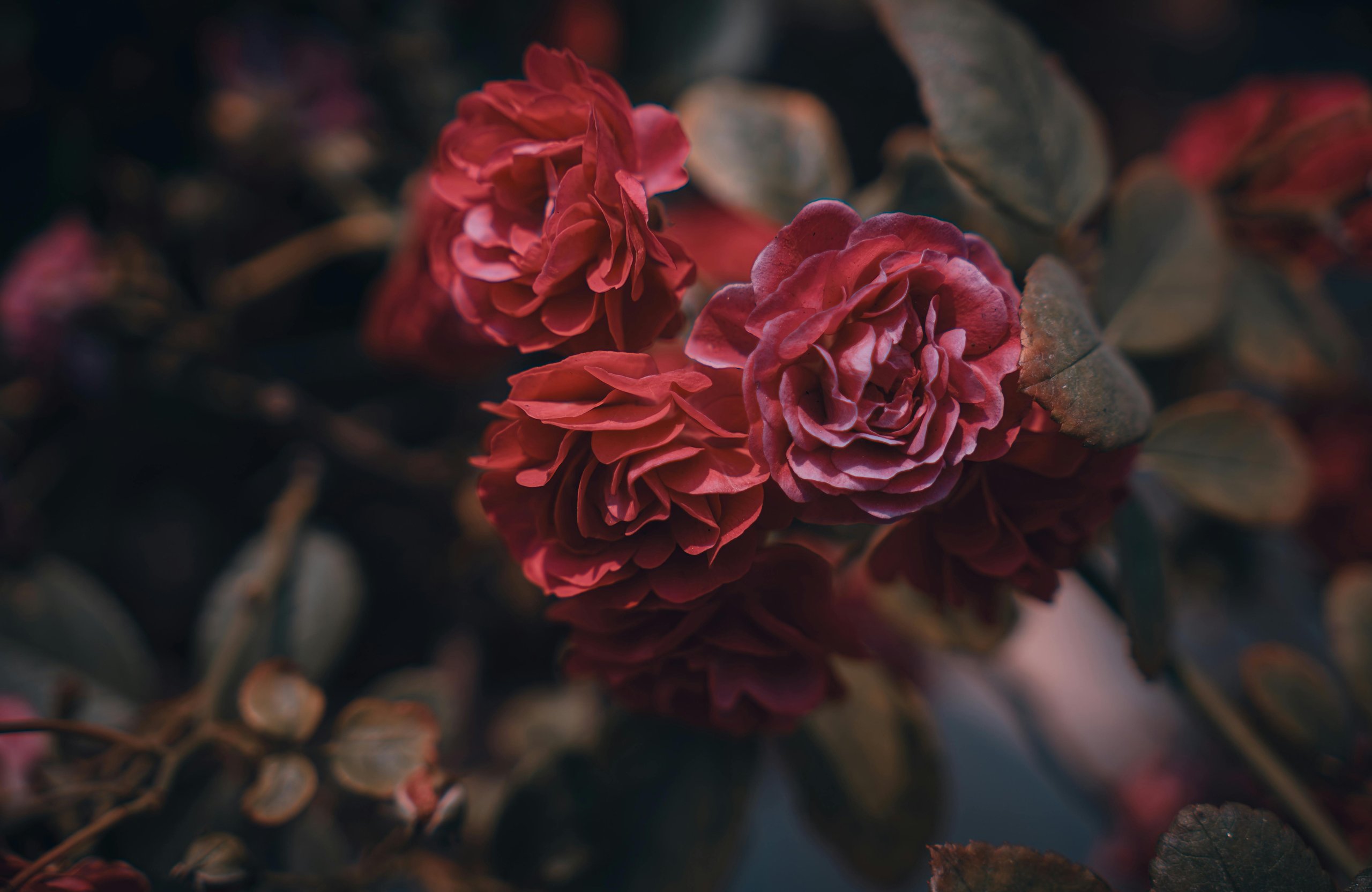 Dark red roses blooming close up - Wallpapers for Apple MacBook Air 13 M2″ in 2560x1664 resolution