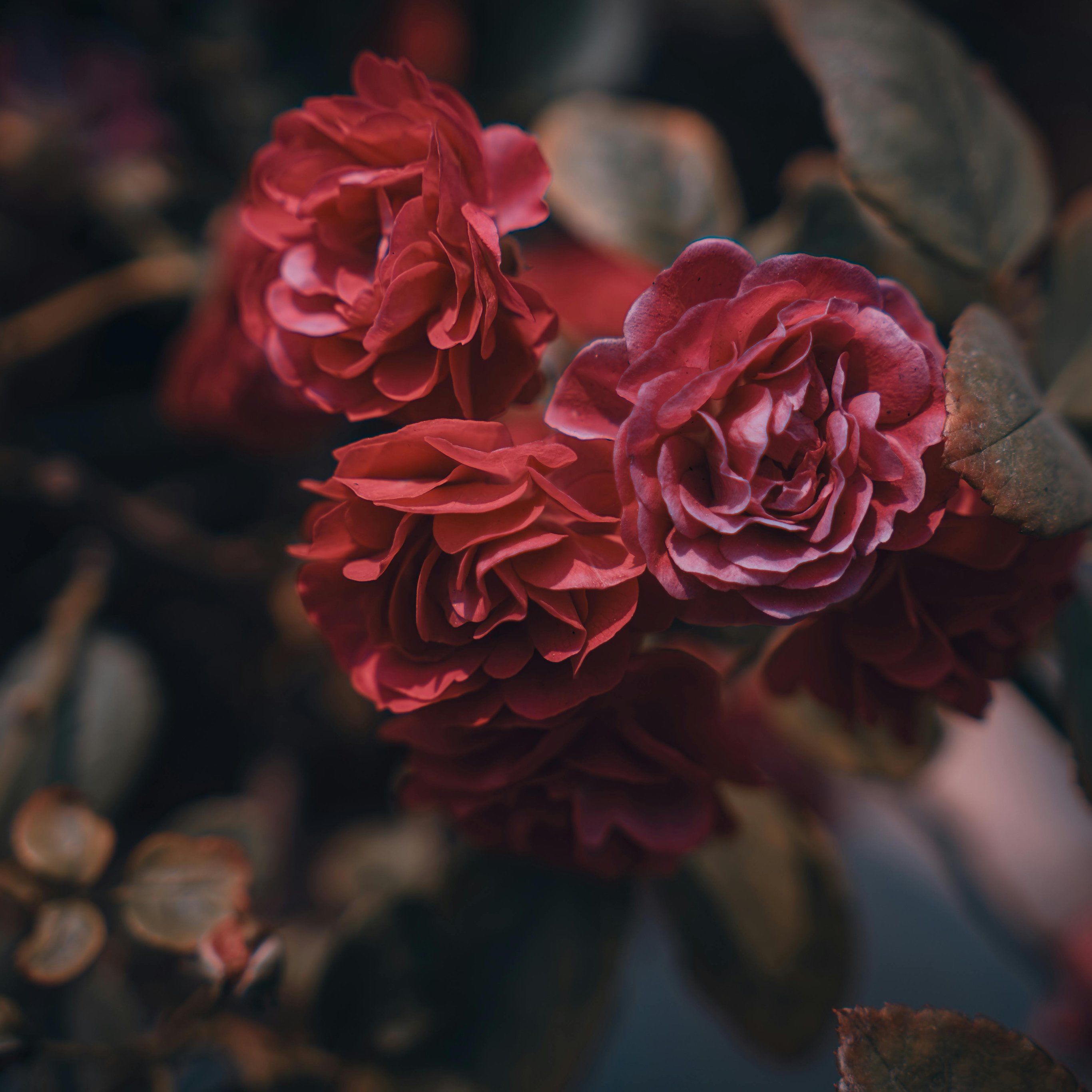 Dark red roses blooming close up - Wallpapers for iPad Pro 12.9″ in 2732x2732 resolution