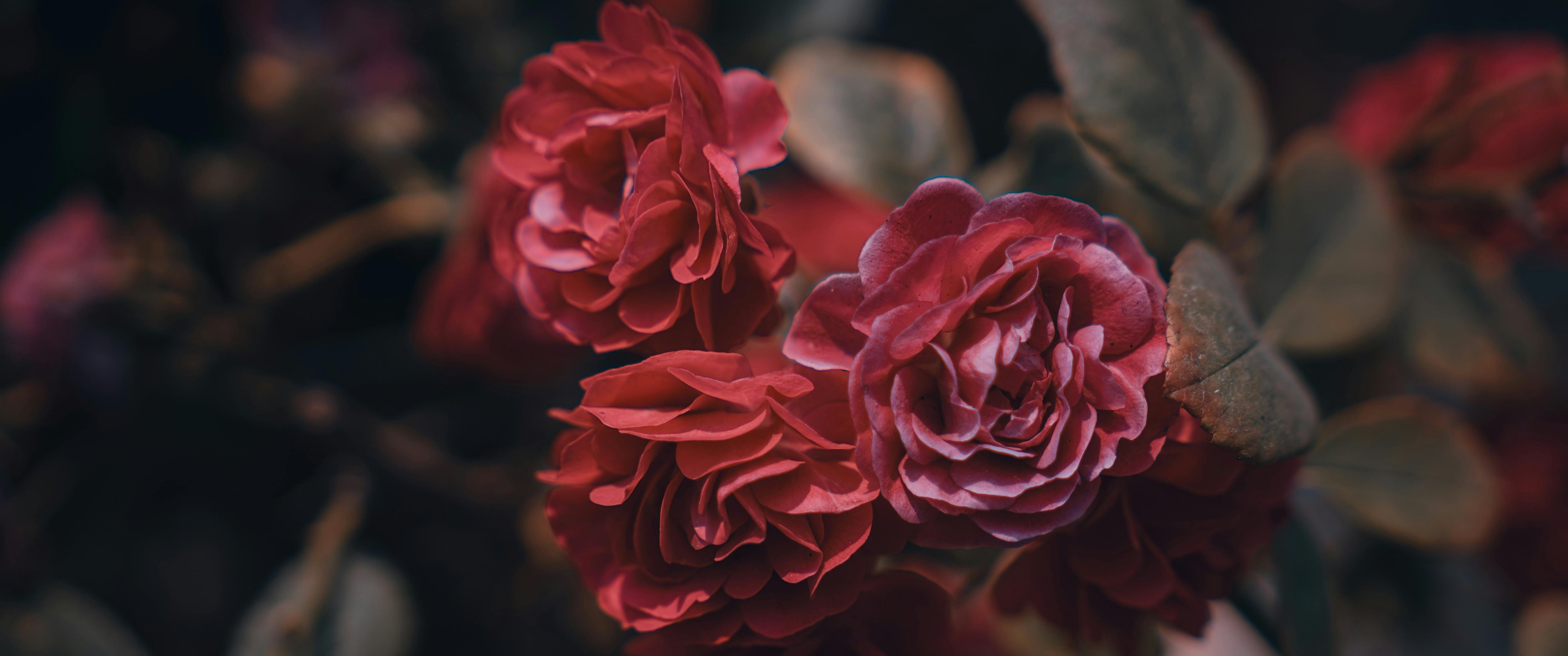 Dark red roses blooming close up - UltraWide 21:9 wallpapers in 3440x1440 resolution