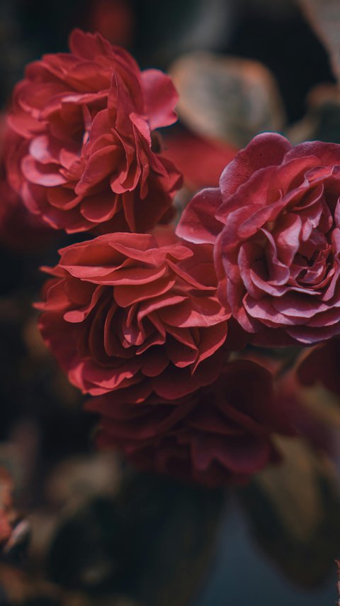 Dark red roses blooming close up - Wallpapers for LG/ASUS in 480x854 resolution