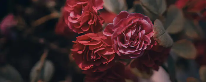 UltraWide 21:9 wallpapers (2560x1080): roses, flowers, close-up, petals