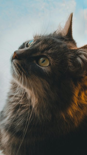 Grey cat at the window - Wallpapers for Nokia, Samsung in 360x640 resolution