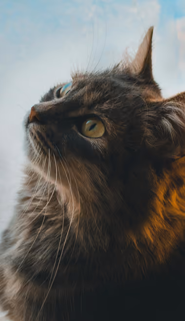Обои животные: кошка, питомец, любопытство, окно
