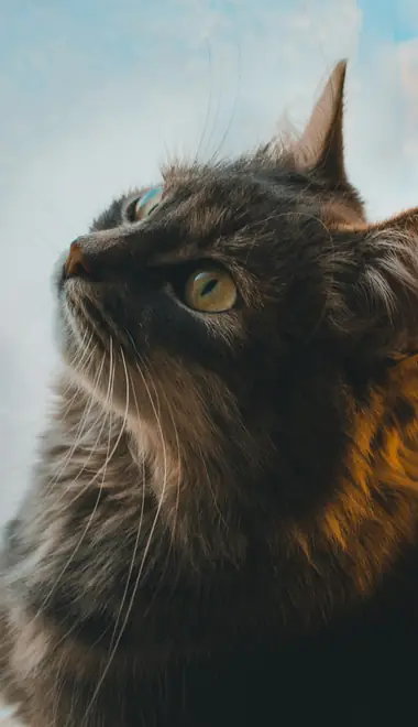 Обои животные: кошка, питомец, любопытство, окно